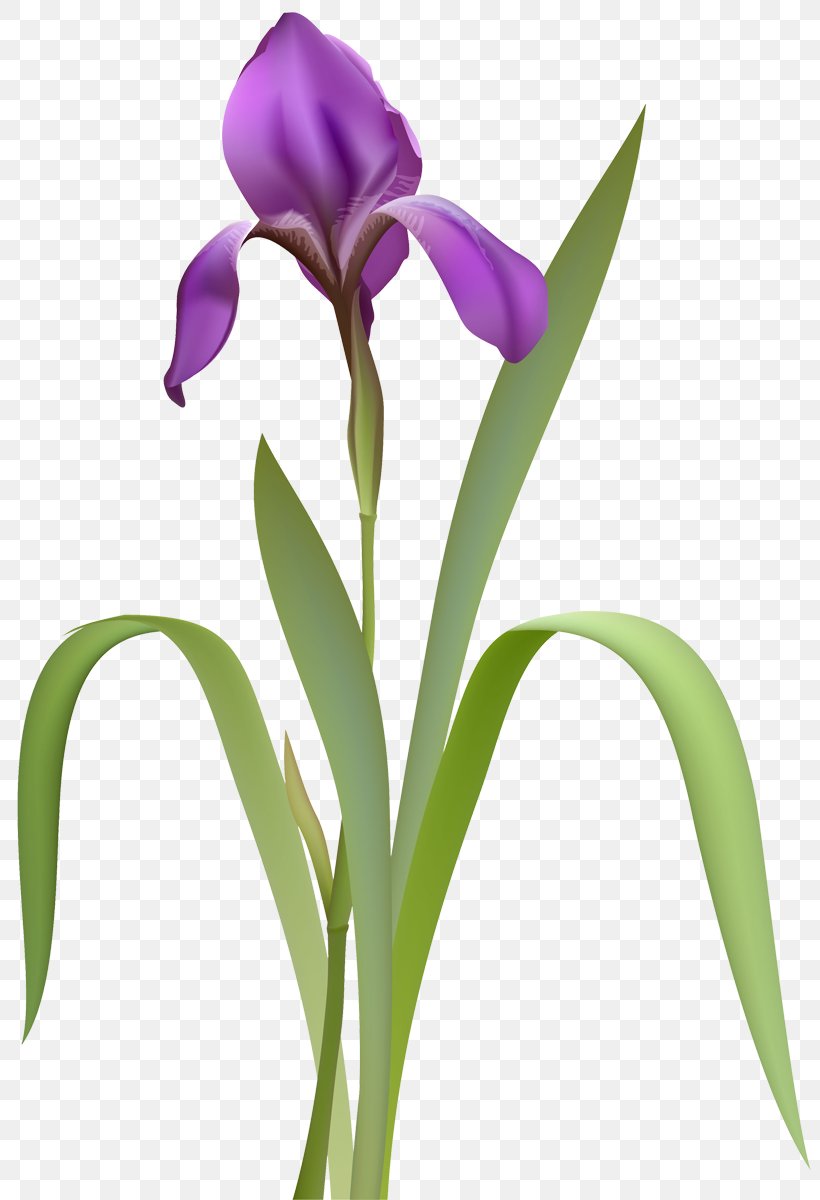 Iris Flower Data Set Stock Photography Royalty-free, PNG, 802x1200px, Iris, Bud, Cattleya, Cut Flowers, Drawing Download Free