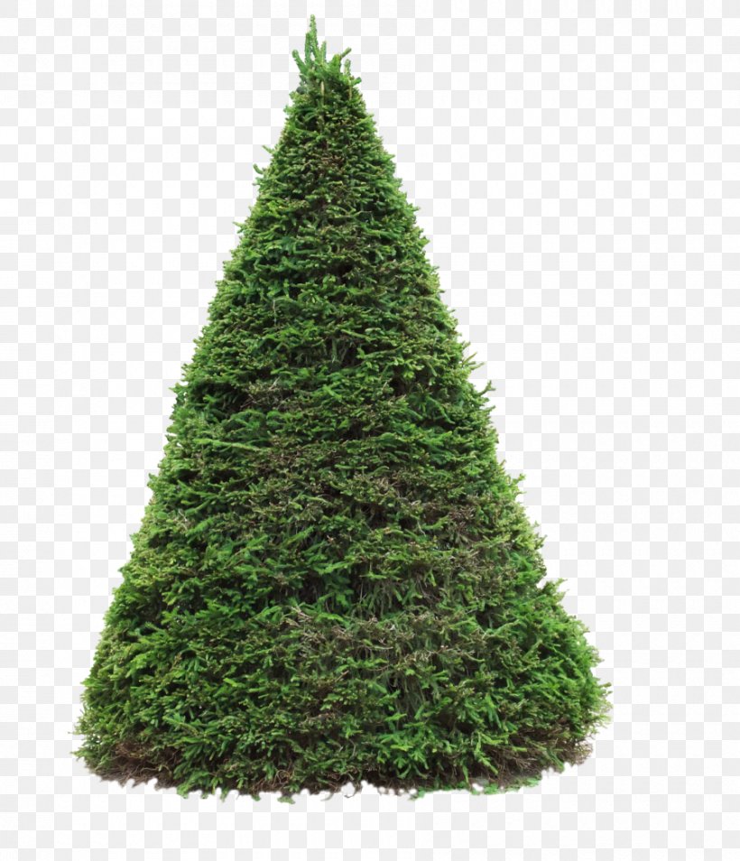 Pine Douglas Fir Blue Spruce Tree, PNG, 900x1048px, Pine, Biome, Blue Spruce, Christmas Decoration, Christmas Ornament Download Free
