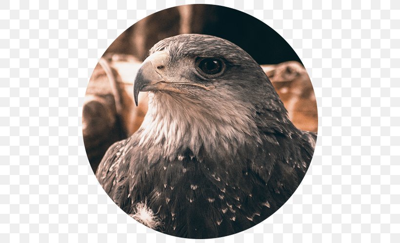 Animal Santuario De La Naturaleza Burrowing Owl Homo Sapiens Flight, PNG, 500x500px, Animal, Accipitriformes, Animal Shelter, Beak, Bird Download Free