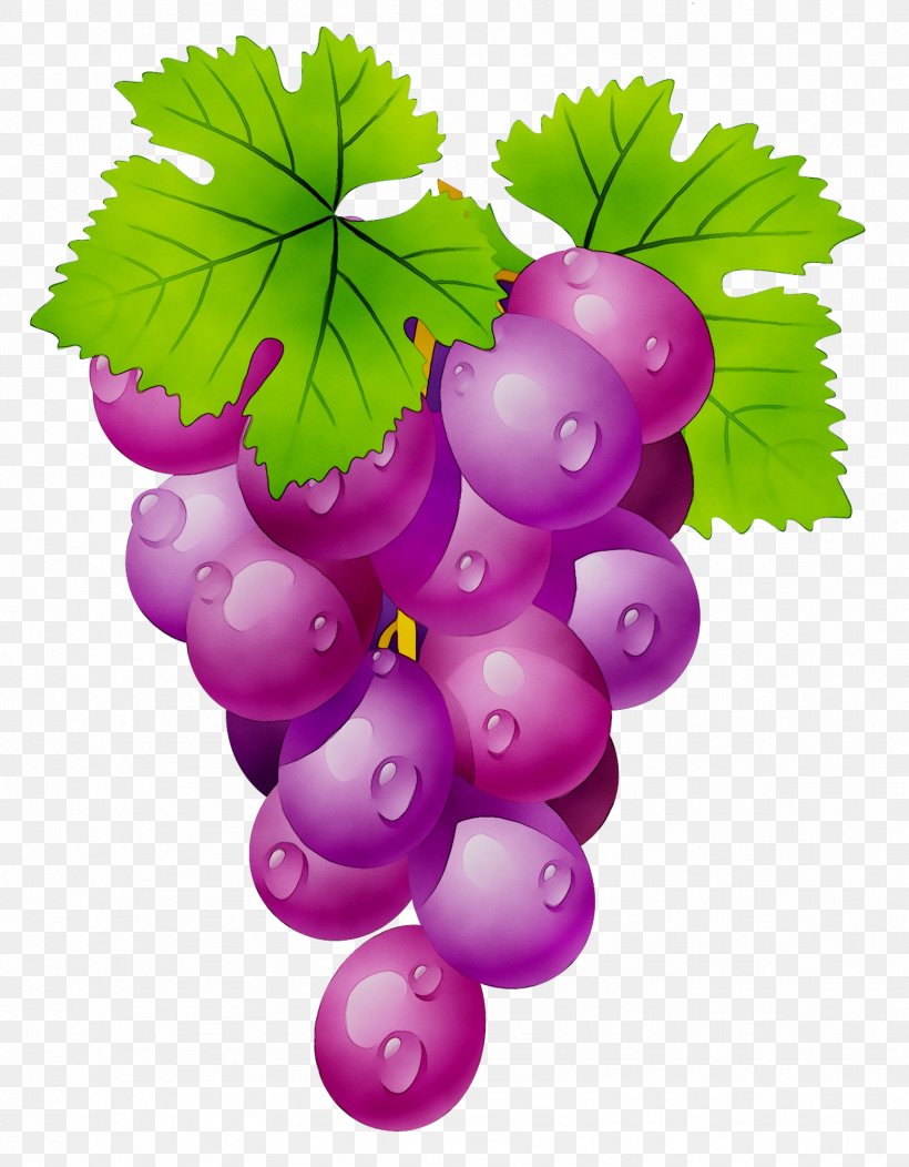 Common Grape Vine Clip Art Wine Sultana, PNG, 1723x2211px, Common Grape Vine, Berry, Currant, Flower, Flowering Plant Download Free