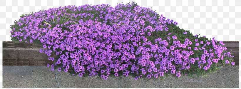 Flower Garden, PNG, 3378x1250px, Flower, Cdr, English Lavender, File Size, Flower Garden Download Free