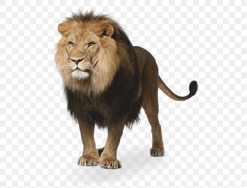 Lion Image Stock Photography, PNG, 576x624px, Lion, Animal Figure, Art, Big Cats, Carnivore Download Free