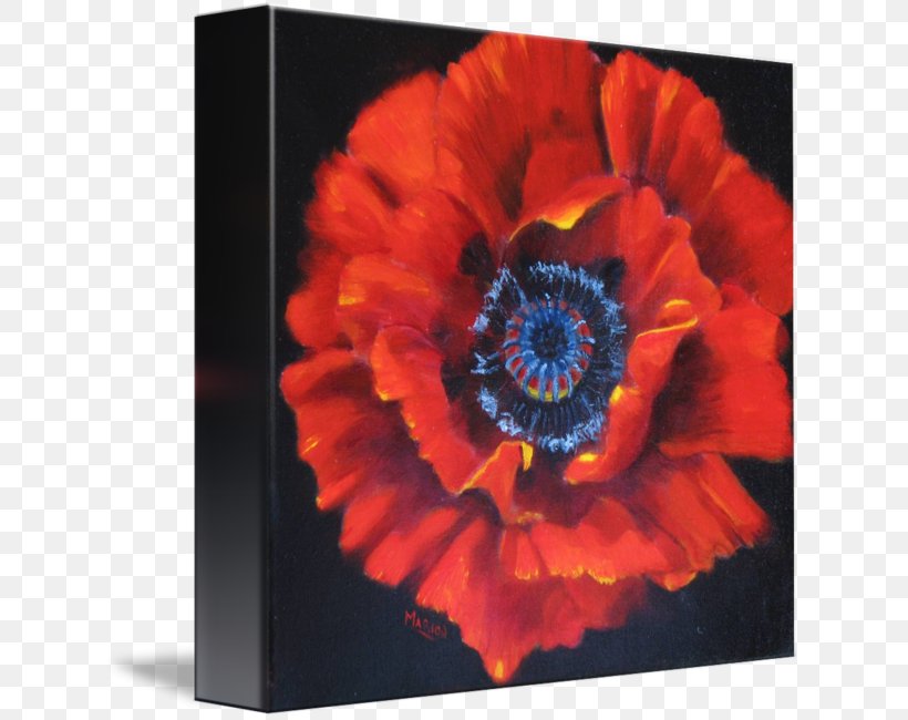 Opium Poppy Remembrance Poppy Poppy Seed, PNG, 630x650px, Poppy, Art, Flower, Flowering Plant, Gerbera Download Free