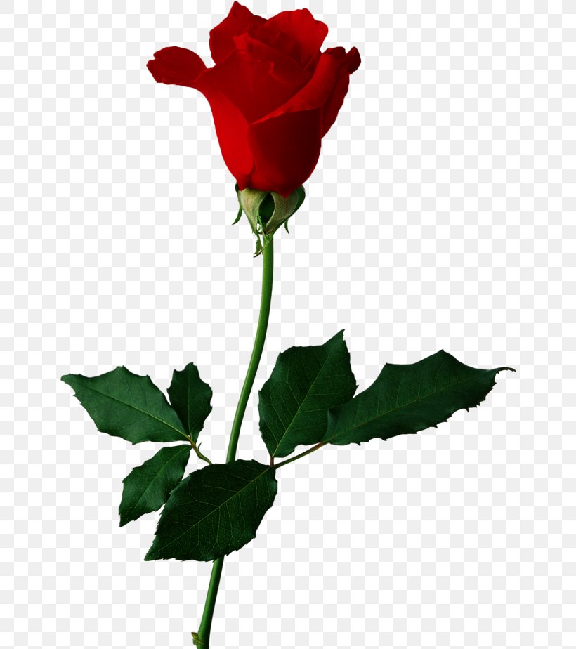 Black Rose Flower Floral Design Clip Art, PNG, 650x924px, Rose, Black Rose, Bud, China Rose, Cut Flowers Download Free