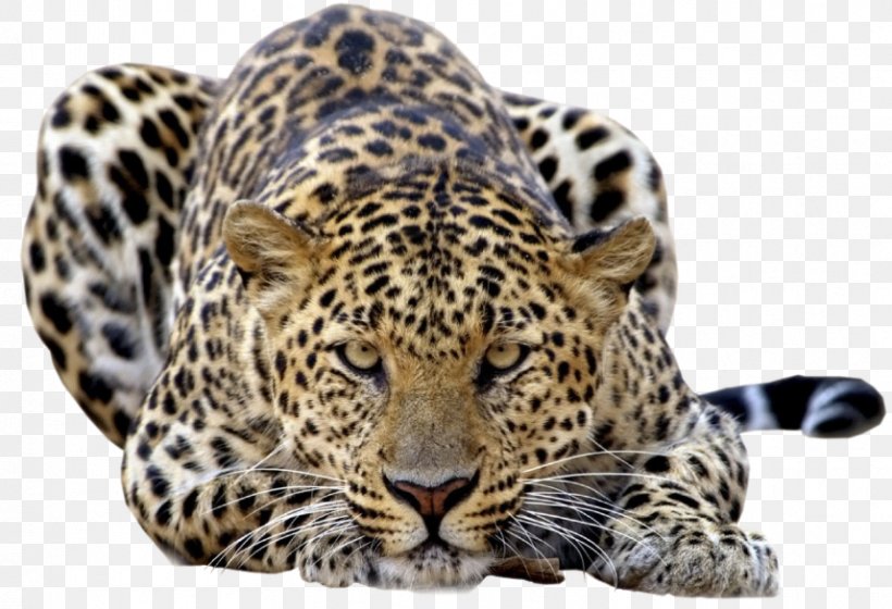 Felidae Amur Leopard Snow Leopard Jaguar Tiger, PNG, 857x586px, Felidae, Amur Leopard, Amur River, Animal, Big Cat Download Free