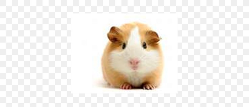 American Guinea Pig High-definition Television Desktop Wallpaper Caring For Your Guinea Pig, PNG, 352x352px, 4k Resolution, 8k Resolution, Pig, American Guinea Pig, Animal Download Free