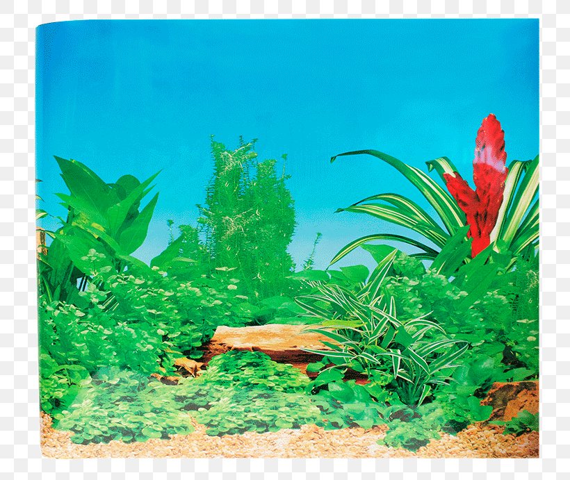 Aquarium Aquatic Plants Lomas Respaldo Siphon Mega Mascotas, PNG, 800x691px, Aquarium, Aquarium Decor, Aquatic Plant, Aquatic Plants, Color Download Free