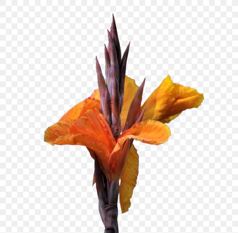 Canna Indica Flower, PNG, 598x802px, Canna Indica, Canna, Canna Family, Canna Lily, Cannabis Download Free