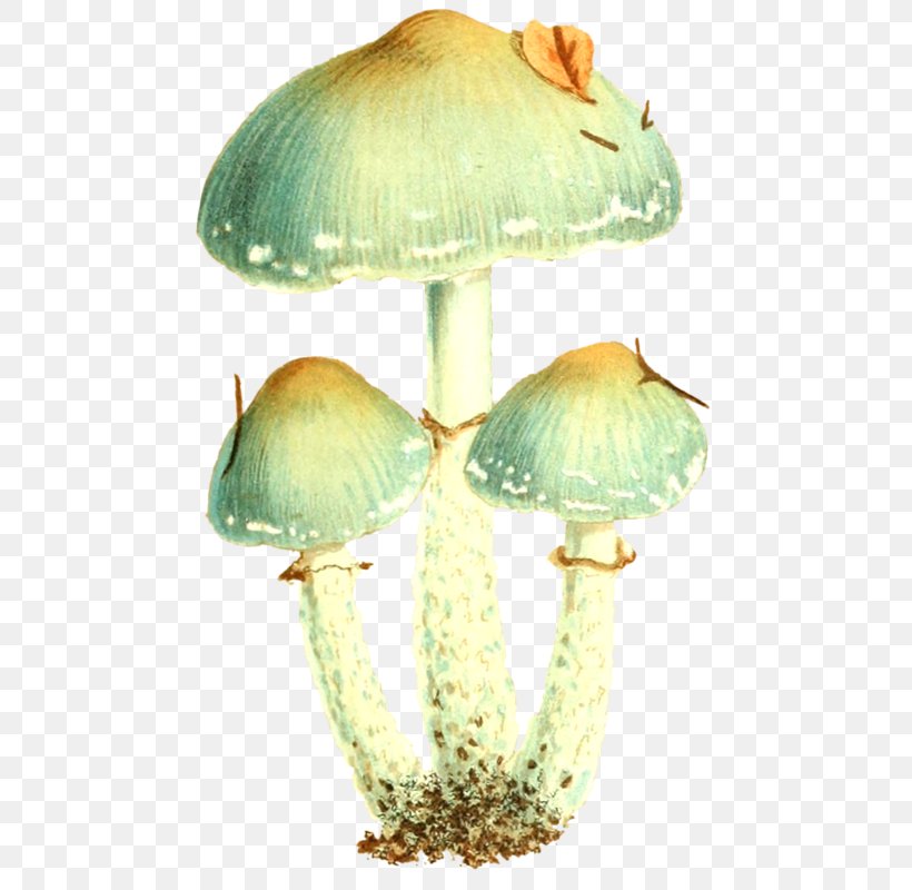Common Mushroom Graphic Design, PNG, 496x800px, Mushroom, Common Mushroom, Designer, Edible Mushroom, Ifwe Download Free