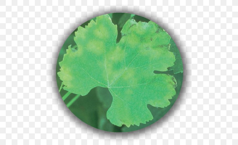 Plant Pathology Grape Leaves Green Leaf Plasmopara Viticola, PNG, 500x500px, Plant Pathology, Grape Leaves, Grapevines, Green, Leaf Download Free