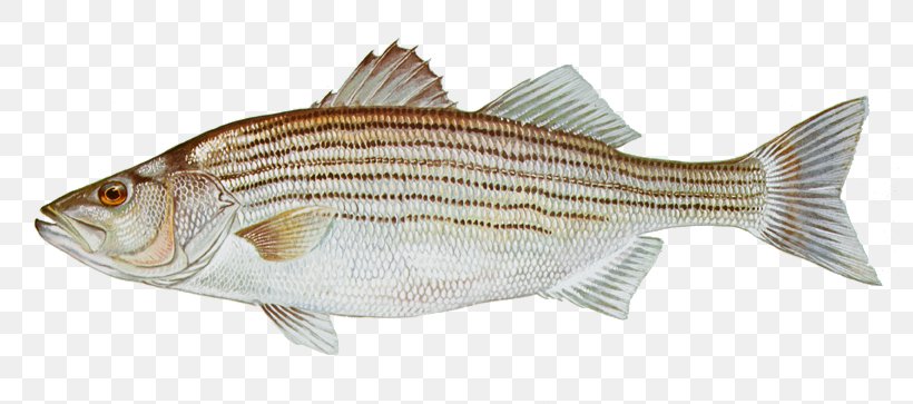 Striped Bass Fishing, PNG, 798x363px, Striped Bass, Animal Figure, Atlantic Salmon, Barramundi, Bass Download Free