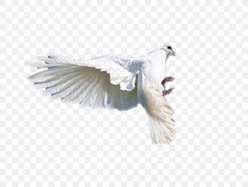 WILDLIFE (M) Feather Bird Of Prey Beak, PNG, 996x752px, Feather, Beak, Bird, Bird Of Prey, Fauna Download Free