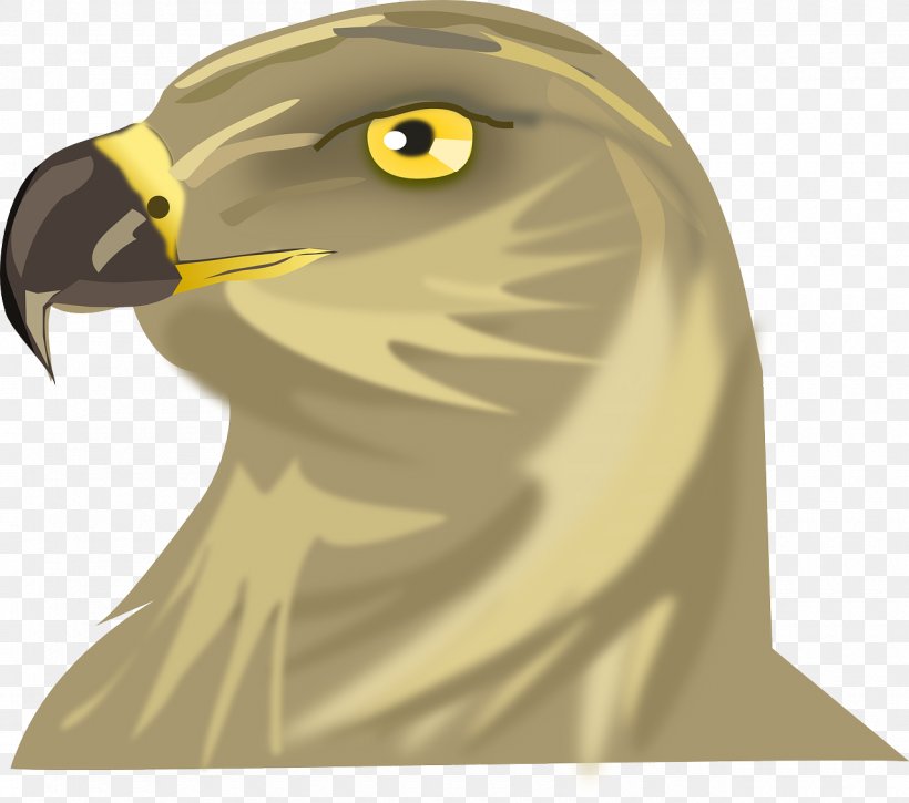 Bird Changeable Hawk-eagle Changeable Hawk-eagle Clip Art, PNG, 1280x1132px, Bird, Accipitridae, Beak, Bird Of Prey, Changeable Hawkeagle Download Free