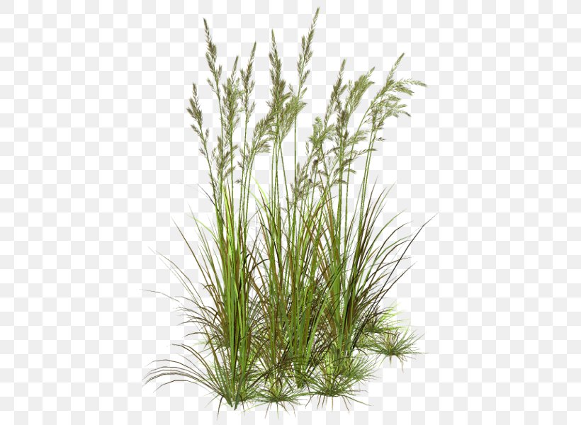 Grass Flower Herbaceous Plant Lawn Clip Art, PNG, 430x600px, Grass, Artificial Flower, Chrysopogon Zizanioides, Flower, Flower Garden Download Free