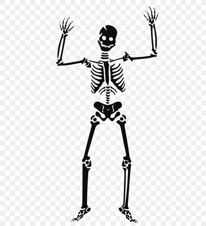 Human Skeleton Skull Clip Art, PNG, 721x900px, Human Skeleton, Black And White, Bone, Drawing, Free Content Download Free