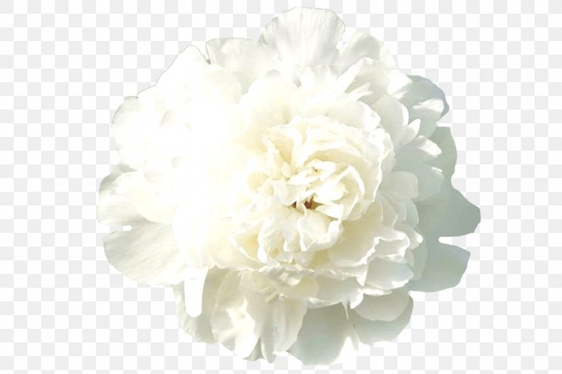 Peony Rose Cut Flowers Floral Design, PNG, 1500x1000px, Peony, Artificial Flower, Bud, Customer, Cut Flowers Download Free