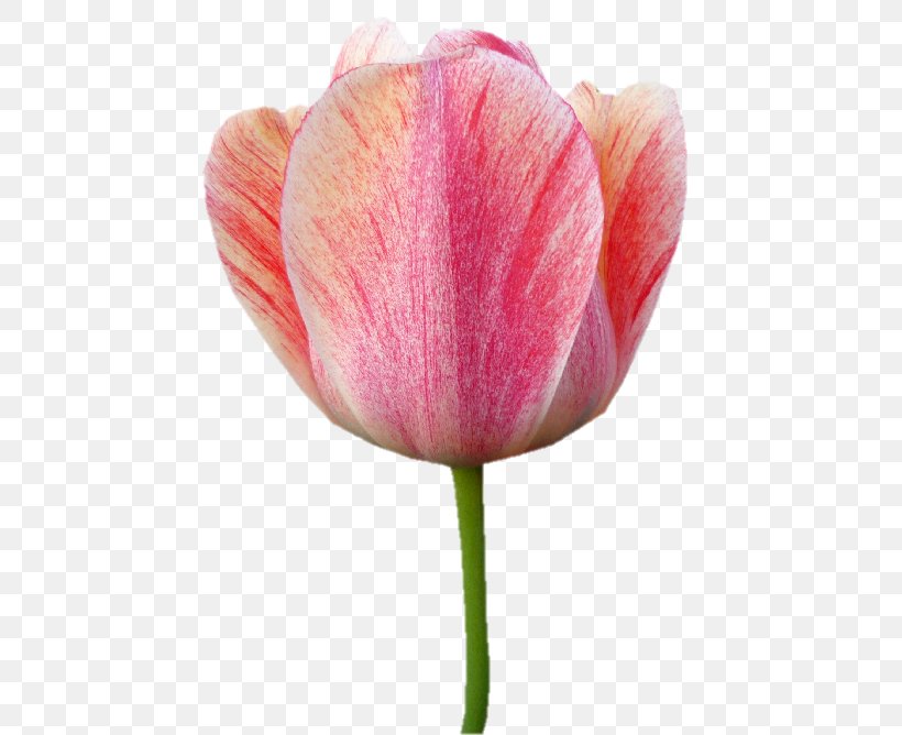 Tulip Cut Flowers Plant Stem Bud Petal, PNG, 550x668px, Tulip, Bud, Close Up, Closeup, Cut Flowers Download Free