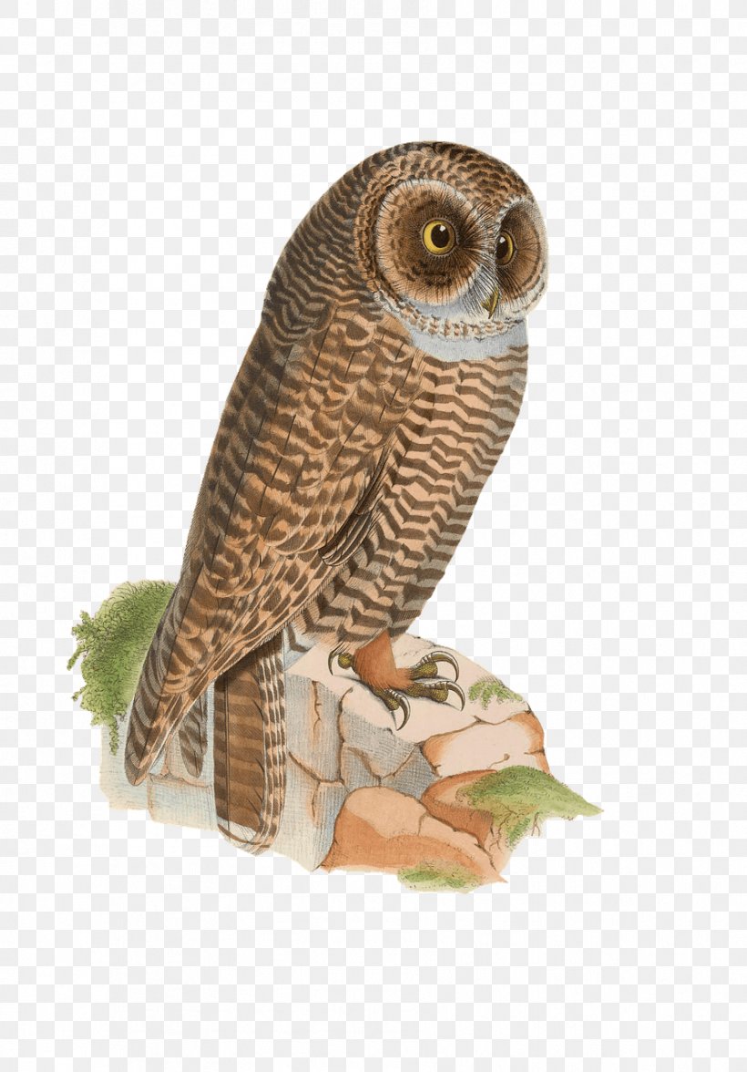 Bird Rufous-legged Owl Drawing Eastern Screech Owl, PNG, 892x1280px, Bird, Beak, Bird Of Prey, Drawing, Eastern Screech Owl Download Free