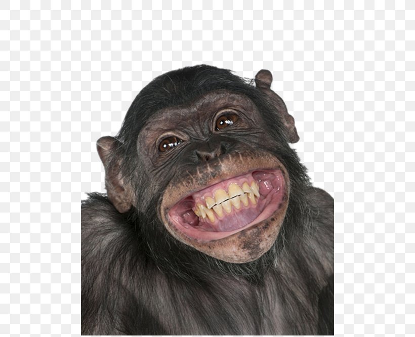 Chimpanzee Ape Homo Sapiens Monkey Information, PNG, 500x666px, Chimpanzee, Ape, Common Chimpanzee, Communication, Emotion Download Free
