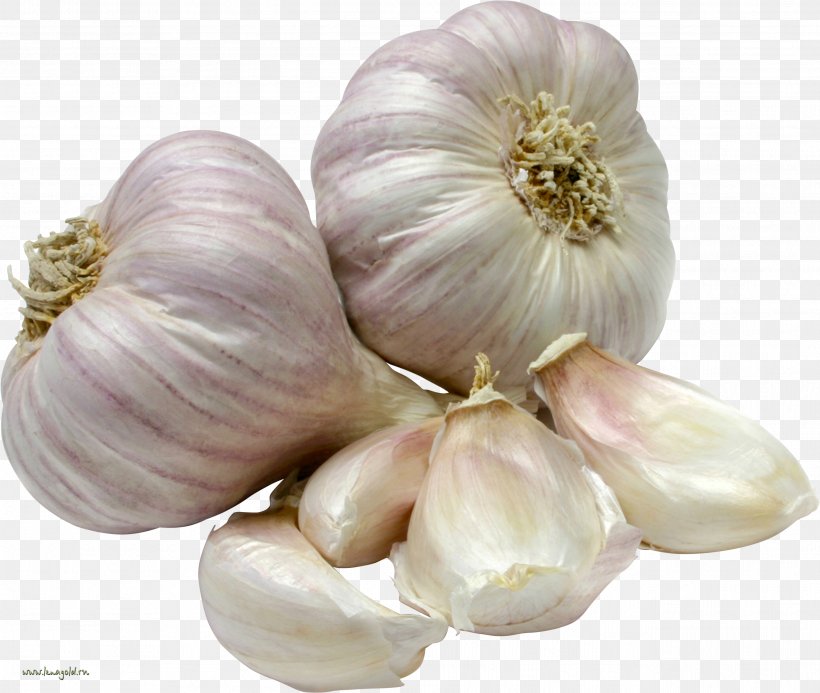 Garlic Vegetable Herb Food Onion, PNG, 2588x2190px, Garlic, Allicin, Basil, Elephant Garlic, Flavor Download Free