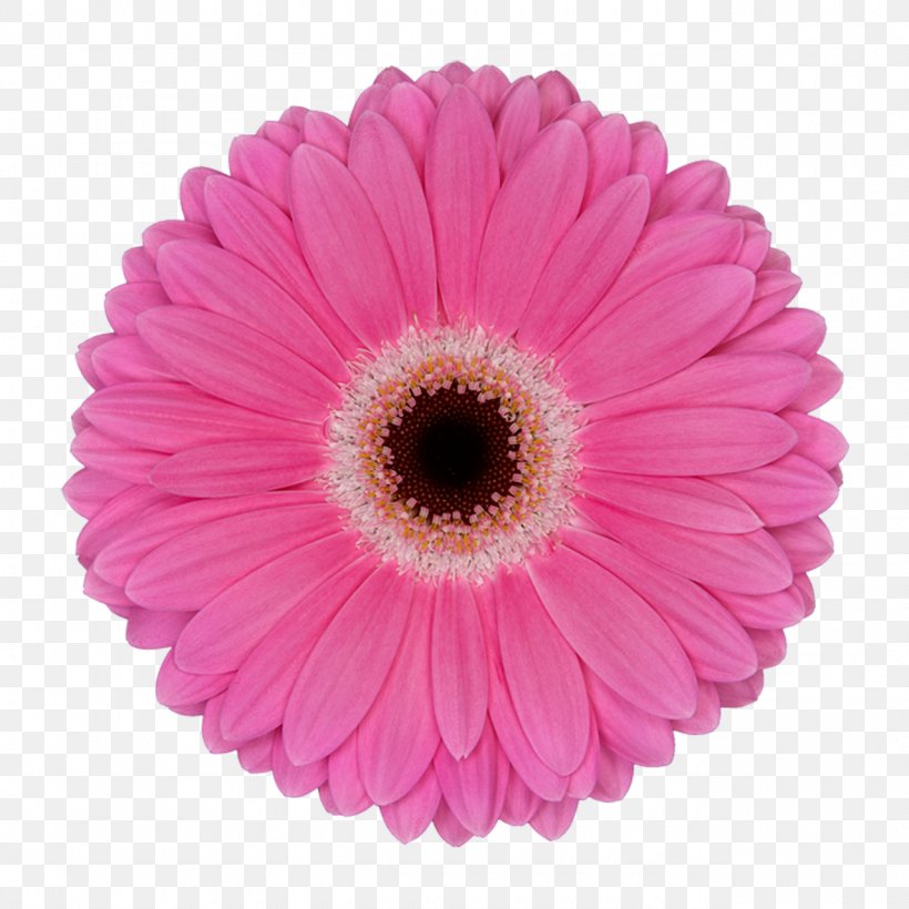 Transvaal Daisy Garage Sale Cut Flowers Sales, PNG, 1280x1280px, Transvaal Daisy, Aster, Asterales, Common Daisy, Cut Flowers Download Free