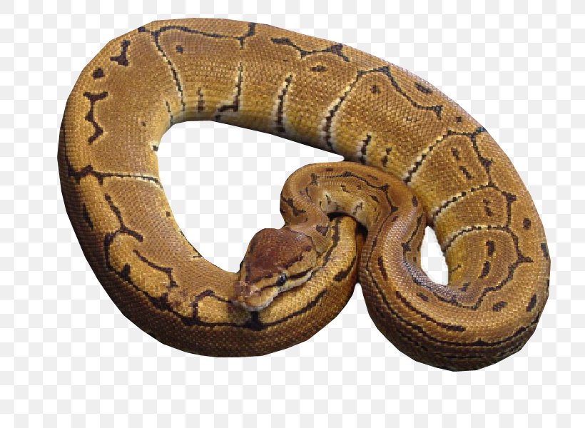 Boa Constrictor Hognose Snake Rattlesnake Kingsnakes, PNG, 787x600px, Boa Constrictor, Animal, Boas, Cinnamon, Colubridae Download Free