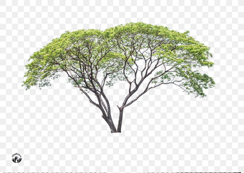 Branch Advertising Tree, PNG, 800x583px, 2017, Branch, Advertising, Flora, Grass Download Free