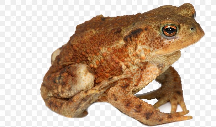 True Frog Amphibian Toad, PNG, 1254x740px, Frog, Amphibian, Animal, Cane Toad, European Green Toad Download Free