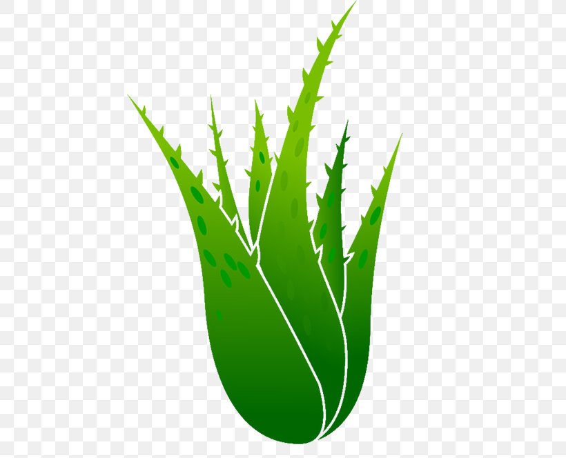 Aloe Vera Euclidean Vector Plant Illustration, PNG, 500x664px, Aloe Vera, Aloe, Drawing, Drop, Gel Download Free