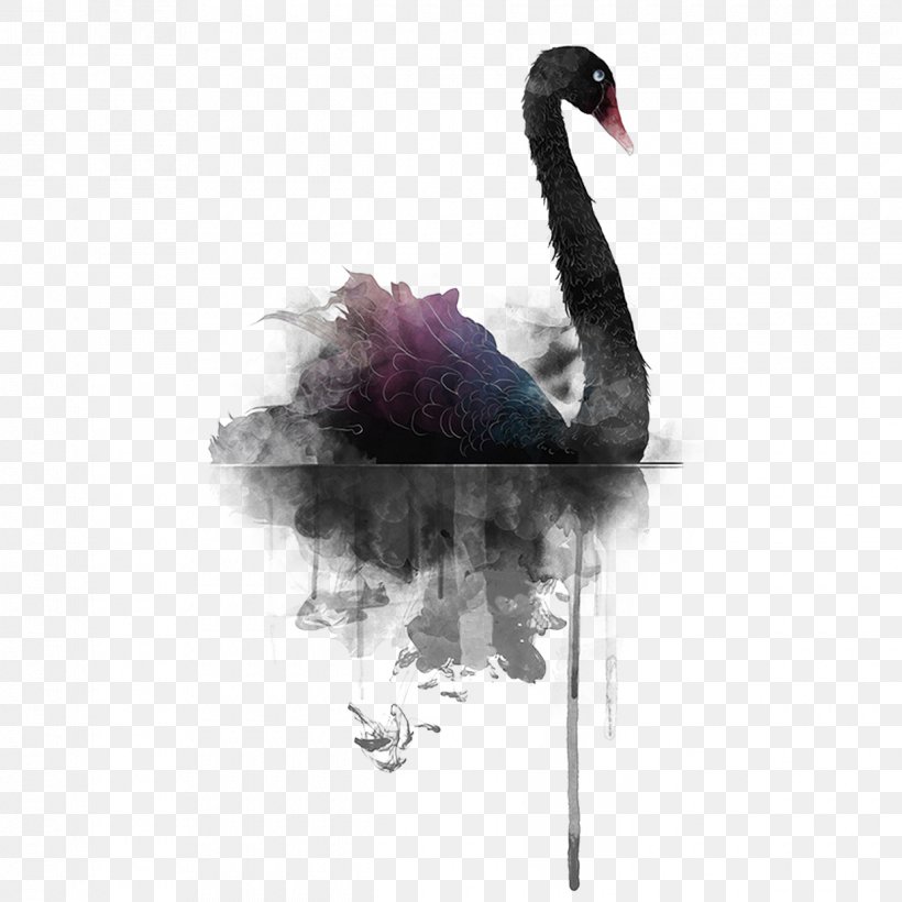 Black Swan, PNG, 1240x1240px, Black Swan, Beak, Bird, Cygnini, Ducks Geese And Swans Download Free