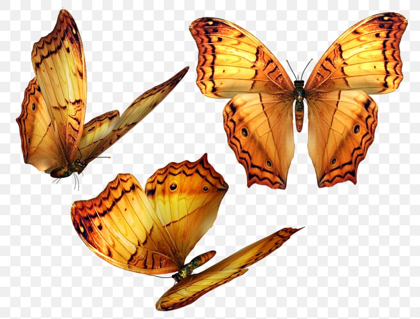 Butterfly Clip Art, PNG, 800x623px, Butterfly, Arthropod, Bombycidae, Brush Footed Butterfly, Butterflies And Moths Download Free