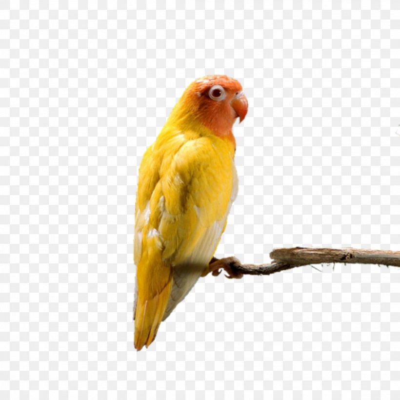 Parrot Budgerigar Grey-headed Lovebird Red-headed Lovebird, PNG, 2289x2289px, Parrot, Beak, Bird, Birdcage, Budgerigar Download Free