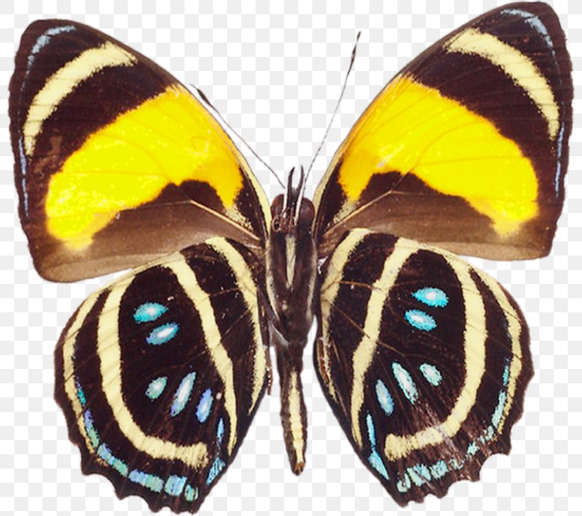 Butterfly Greta Oto Clip Art, PNG, 800x727px, Butterfly, Art, Arthropod, Blue, Brush Footed Butterfly Download Free