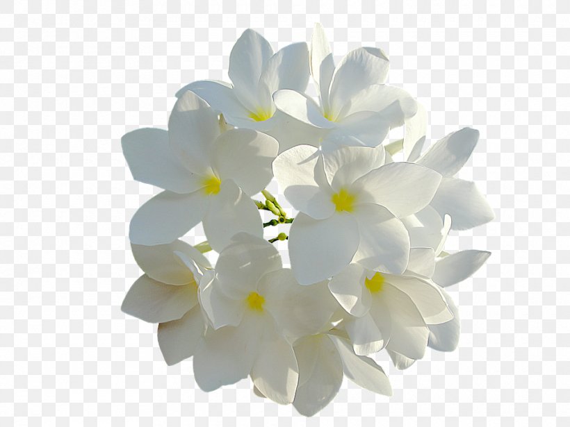 Flower Skin Clip Art, PNG, 960x720px, Flower, Flower Bouquet, Flowering Plant, Information, Petal Download Free