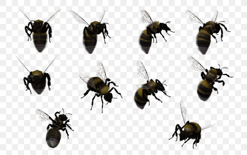 Honey Bee Insect Bumblebee Swarming, PNG, 1024x645px, 3d Computer Graphics, Bee, Arthropod, Beehive, Bumblebee Download Free