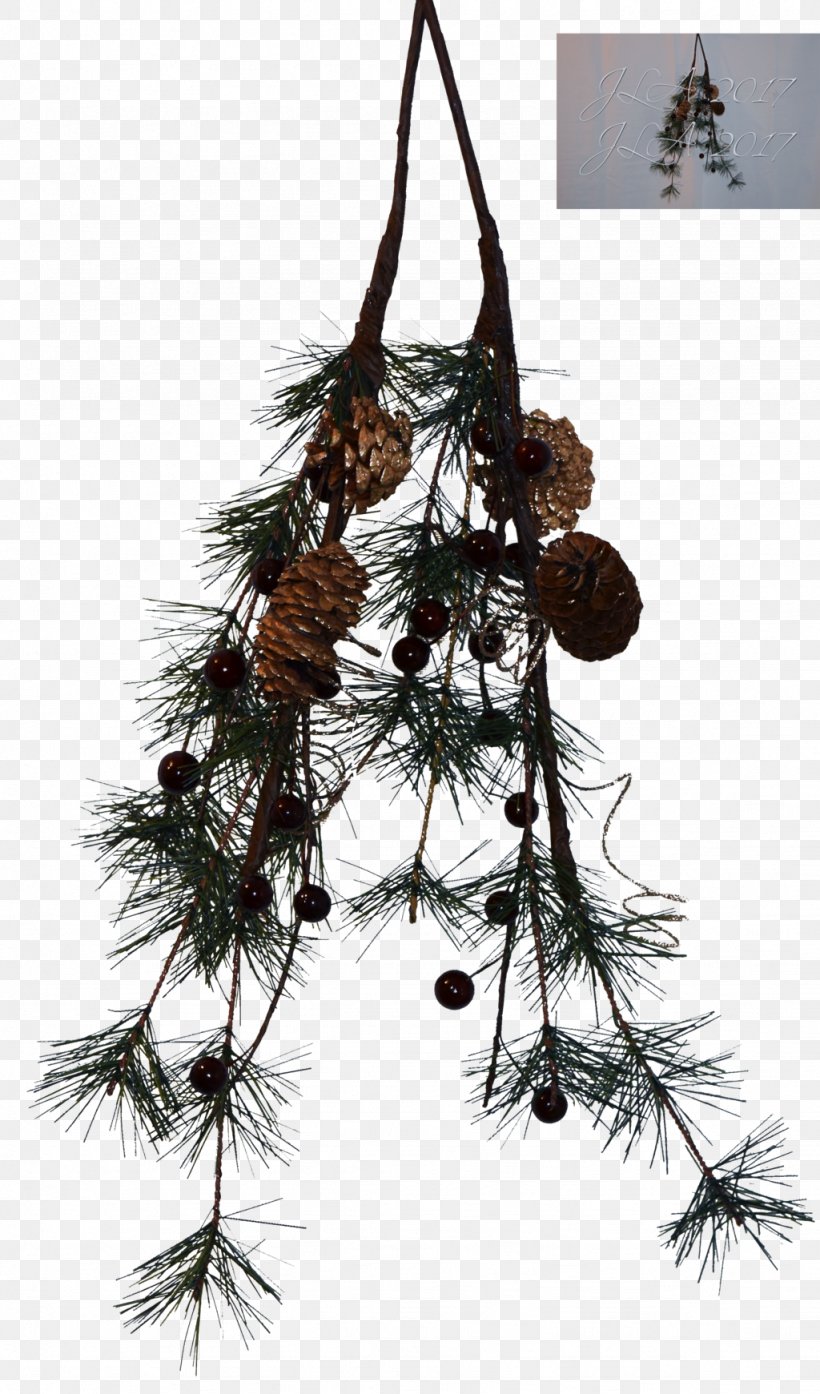 Pine Tree Branch, PNG, 1024x1741px, Pine, Branch, Christmas Decoration, Christmas Ornament, Conifer Download Free