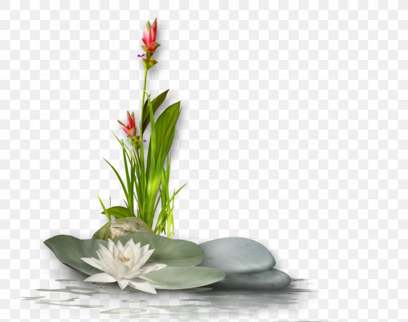 Sacred Lotus Clip Art Image Buddhism, PNG, 1018x803px, Sacred Lotus, Buddhism, Cut Flowers, Flora, Floral Design Download Free
