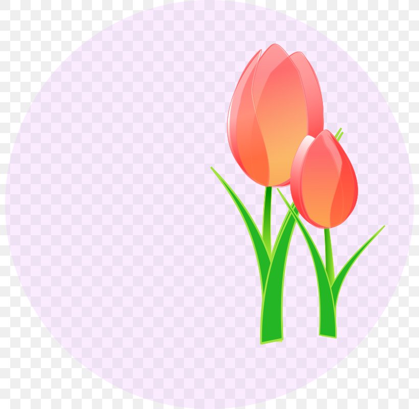 Clip Art Tulip Mania Openclipart Image, PNG, 800x800px, Tulip, Drawing, Flower, Flowering Plant, Lily Family Download Free