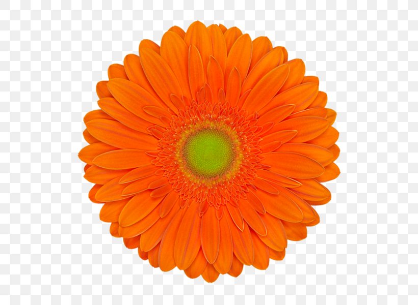 Cut Flowers Transvaal Daisy Orange Green, PNG, 600x600px, Flower, Cut Flowers, Daisy Family, Flowering Plant, Gerbera Download Free