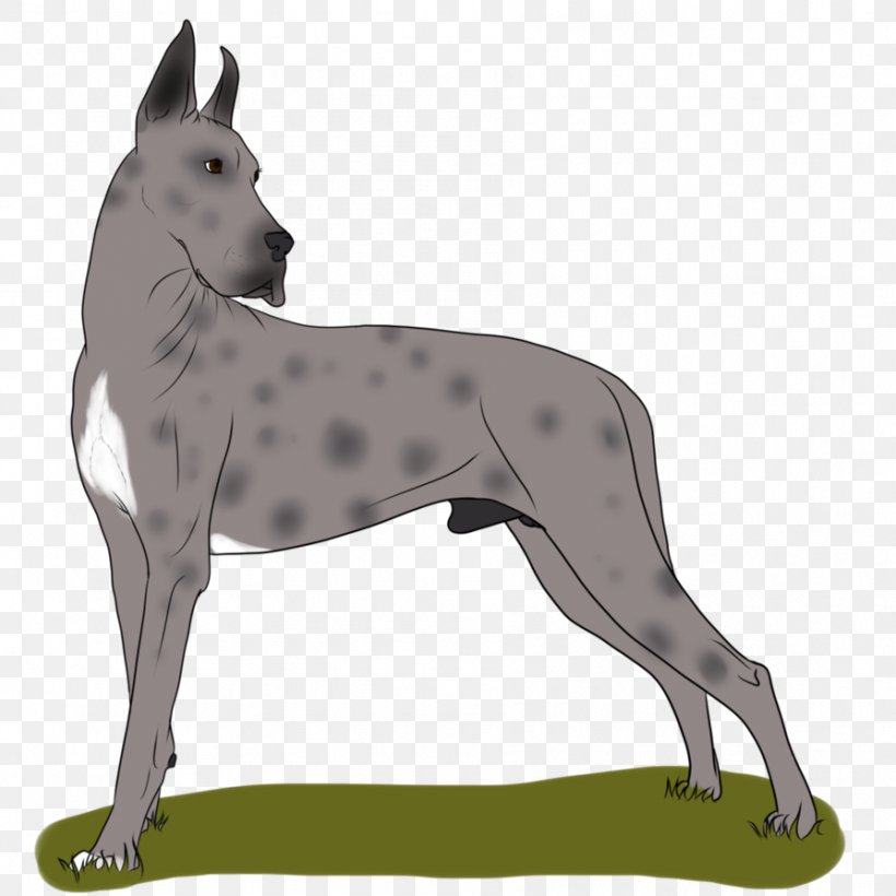 Great Dane Dog Breed Non-sporting Group, PNG, 894x894px, Great Dane, Breed, Carnivoran, Dog, Dog Breed Download Free