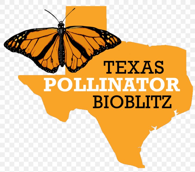 Monarch Butterfly Texas 2018 Prairie Restoration Roundup BioBlitz, PNG, 1024x904px, Monarch Butterfly, Area, Bioblitz, Brand, Brush Footed Butterfly Download Free