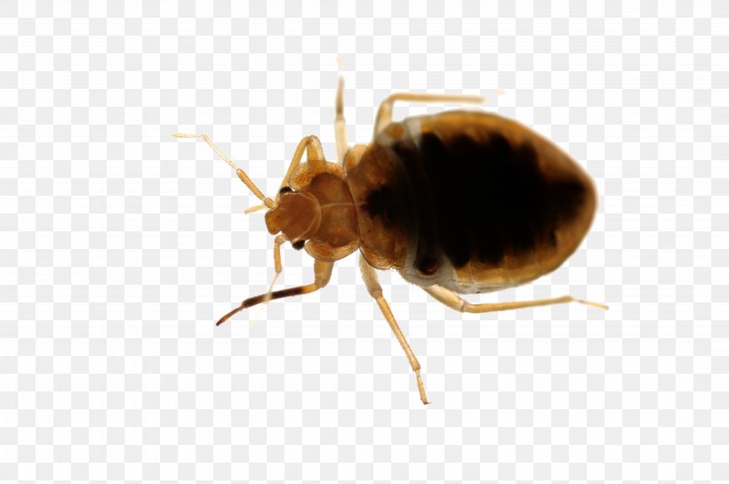 Rat Bed Bug Pest Control Punaise Des Lits, PNG, 4288x2848px, Rat, Ant, Arthropod, Bed, Bed Bug Download Free