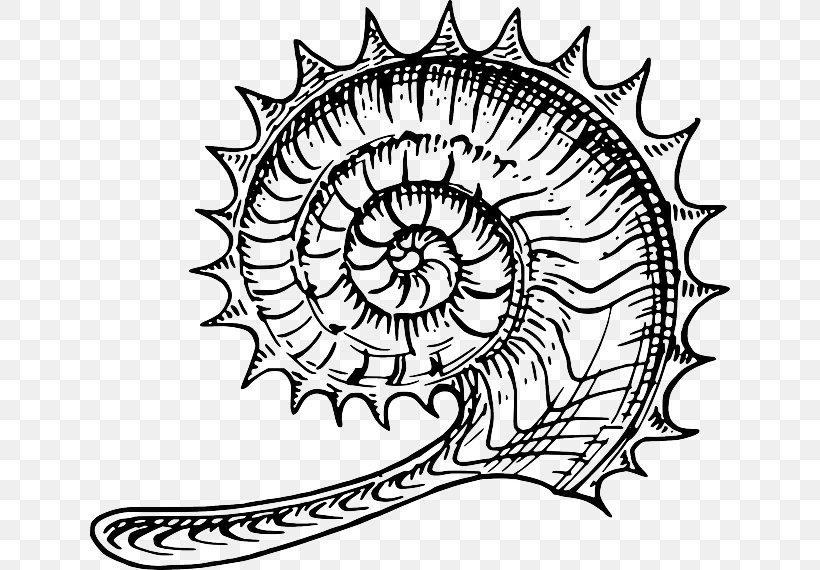 Ammonites Fossil Clip Art, PNG, 640x570px, Ammonites, Area, Artwork, Black And White, Drawing Download Free