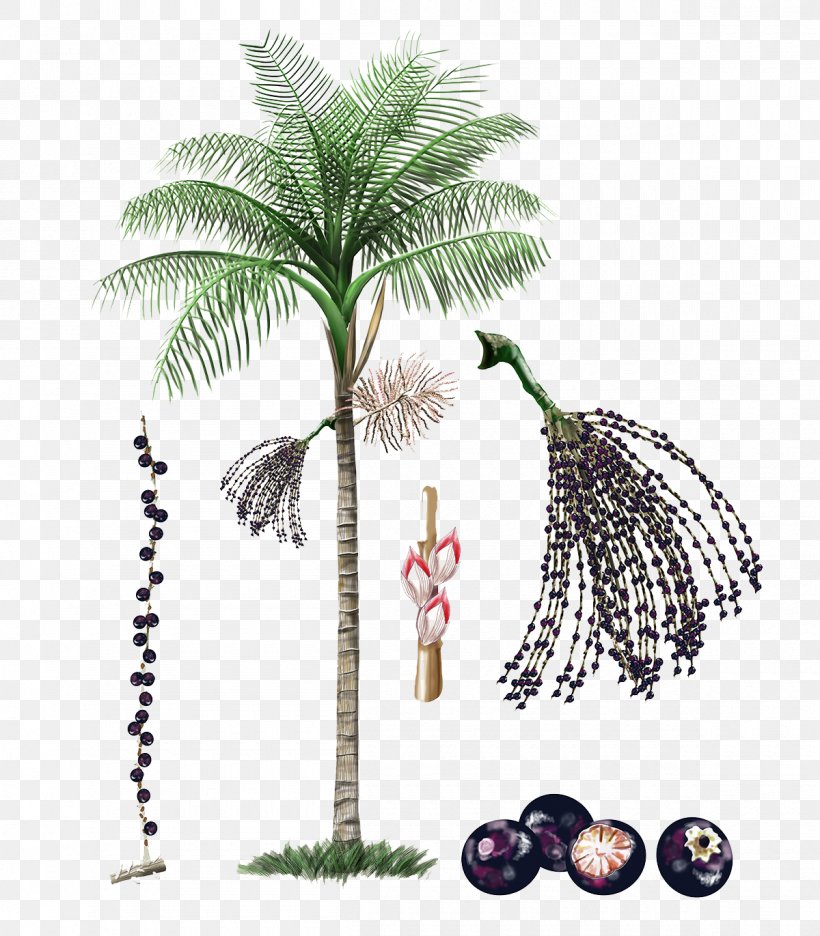 Axe7axed Palm Amazon Rainforest Plant Fruit Tree, PNG, 1200x1371px, Axe7axed Palm, Amazon Rainforest, Arecaceae, Arecales, Auglis Download Free