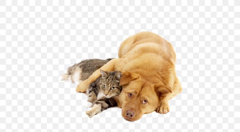 Cat Dog Veterinarian Animal Shelter Desktop Wallpaper, PNG, 431x450px, Cat,  Animal, Animal Shelter, Carnivoran, Cat Like