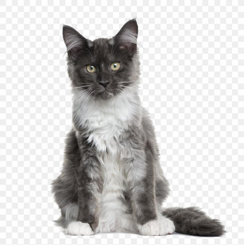 Maine Coon Asian Semi-longhair American Wirehair Scottish Fold Kitten, PNG, 997x1000px, Maine Coon, American Wirehair, Animal, Asian Semi Longhair, Black And White Download Free