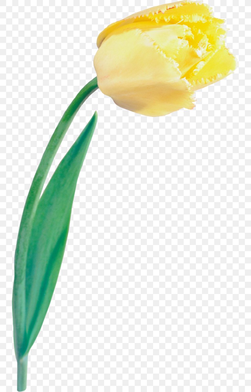 Tulip Cut Flowers Plant Stem Liliaceae, PNG, 743x1280px, Tulip, Bud, Cut Flowers, Flower, Flowering Plant Download Free