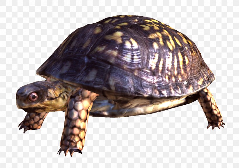 Turtle Clip Art, PNG, 1200x844px, Turtle, Animal, Box Turtle, Display Resolution, Emydidae Download Free