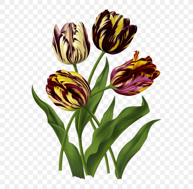 Flower Botany Clip Art, PNG, 640x800px, Flower, Botanical Illustration, Botany, Cut Flowers, Daffodil Download Free