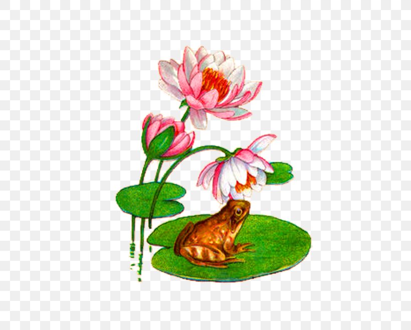 Koi Water Lily Frog Mousepad Pond, PNG, 658x658px, Koi, American Bullfrog, Color, Flora, Floral Design Download Free